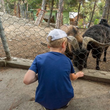 Hayvanat bahçesindeki bir çocuk dağ koyununu besliyor. seyahat ve turizm