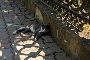 Gri bir kedi sıcak güneşin gölgesinde güneşleniyor. Turizm ve seyahat.