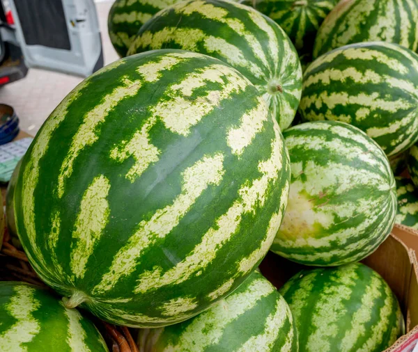 Yerel markette bir sürü taze karpuz var. Soyut yeşil arkaplan. Boşluğu kopyala.