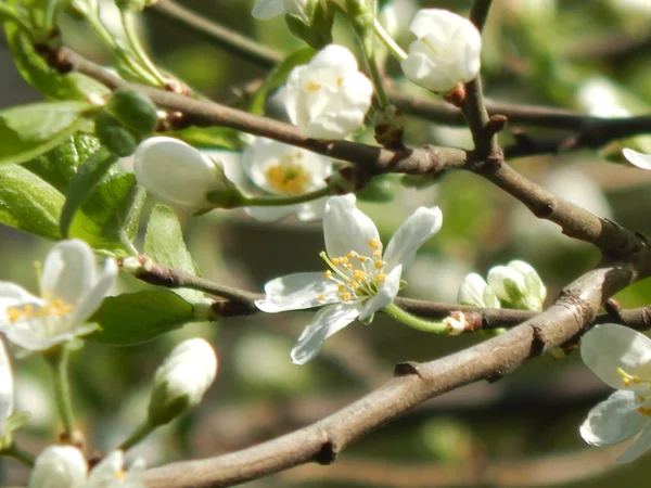 Close up of spring flowers on a tree — Stock Photo, Image