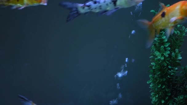 Aquarium kleurrijke vissen in donkerblauw water. — Stockvideo
