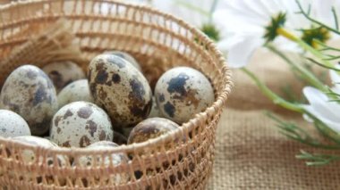 Bıldırcın yumurtalarını bir kutuya koy. 