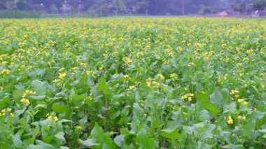  Bangladeş 'te toplanan çiçek tarlaları