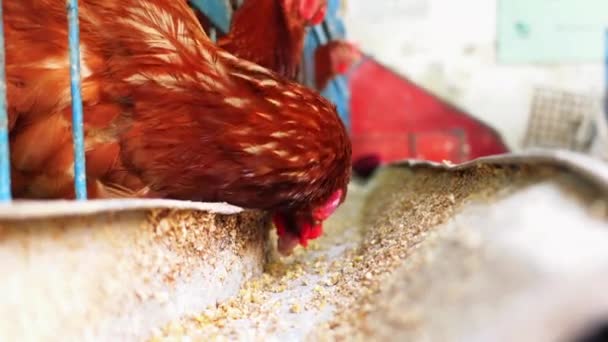 Alimentación gallo colorido de cerca — Vídeo de stock