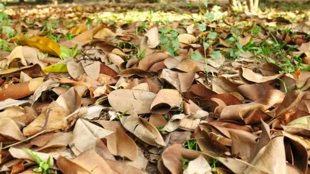 Πεσμένα ξηρά φύλλα στο έδαφος κοντά — Αρχείο Βίντεο