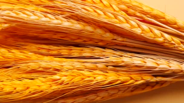 Детальный снимок колосьев пшеницы на столе — стоковое видео
