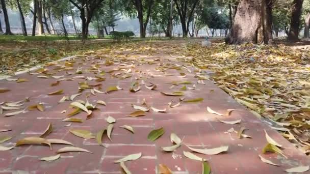 Spadlé suché listí na zemi zblízka — Stock video