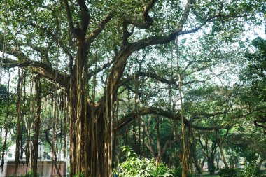 Bangladeş 'teki yerel parktaki eski ağaçlar 