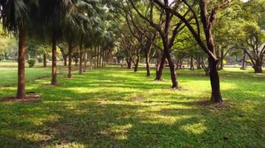 Güzel bir ormanda yürürken 