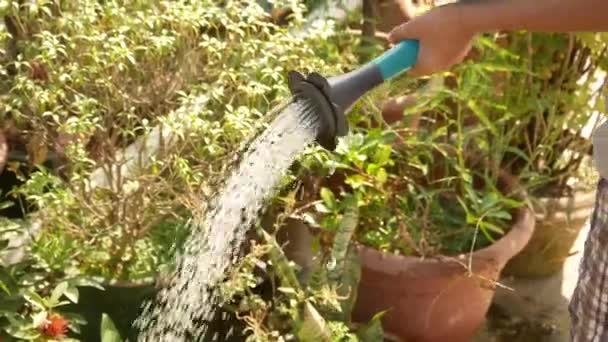 Полив цветы саженцев в саду — стоковое видео