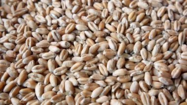 Masada buğday çivilerinin detaylı görüntüsü 