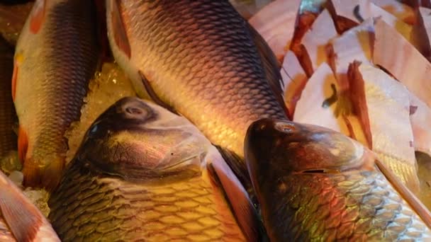 Présentoir de poisson cru à vendre au marché local au Bangladesh — Video