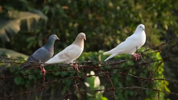 Pigeon birds in nature in afternoon — Video Stock