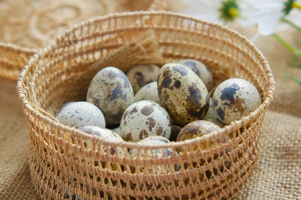 Close up of Quails eggs in a box — Stock fotografie