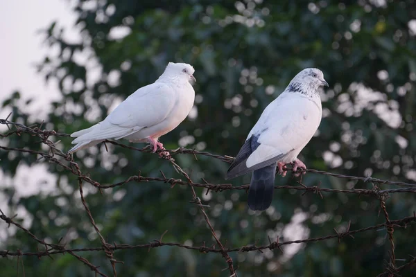 Oiseaux pigeons dans la nature dans l'après-midi — Photo