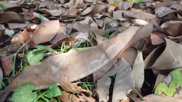 Folhas secas caídas no chão de perto — Vídeo de Stock