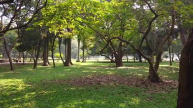 Sabahın erken saatlerinde yürüyüş yolu olan şehir parkları 