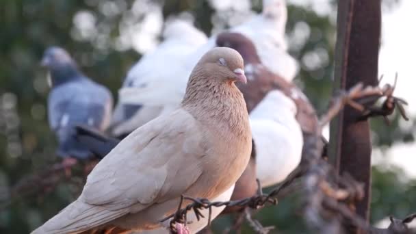 Uccelli piccione in natura nel pomeriggio — Video Stock