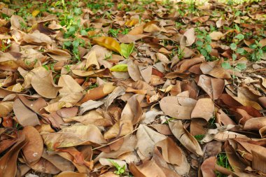 Yere düşen kuru yapraklar. Yaklaş. 
