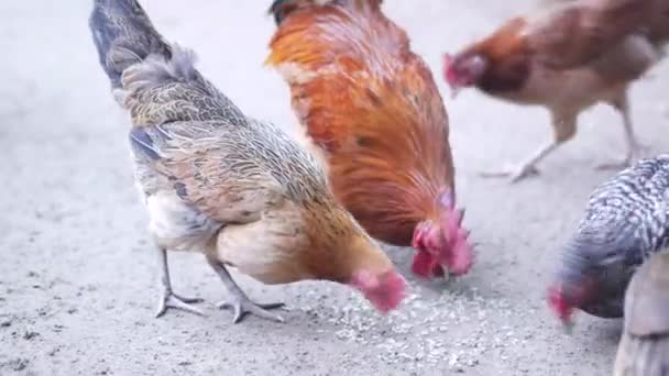 Retrato de un gallo de colores de cerca — Vídeos de Stock