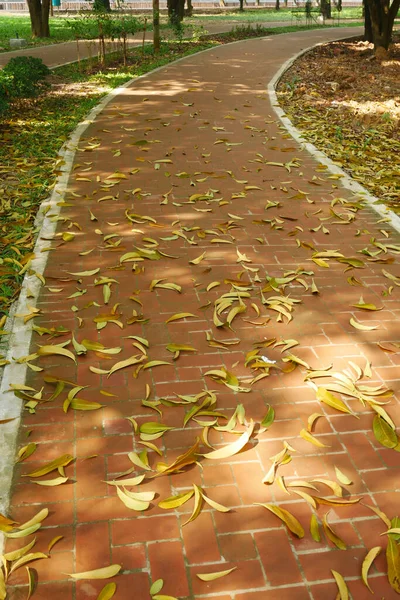 Gevallen droge bladeren op de grond van dichtbij — Stockfoto