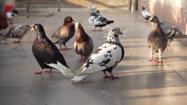 Uccelli piccione in natura nel pomeriggio — Video Stock