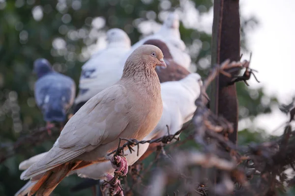 Aves palomas en la naturaleza por la tarde —  Fotos de Stock