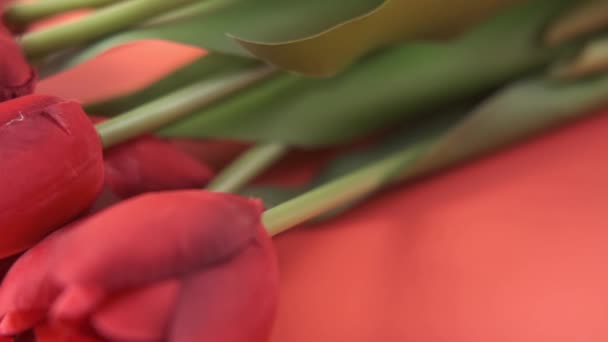 Červená barva tulipán květiny v nákupní tašce na červeném pozadí s kopírovacím prostorem — Stock video
