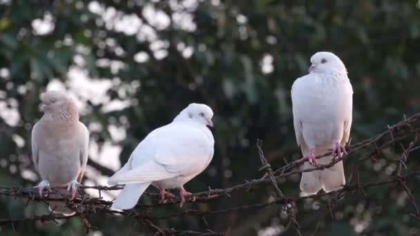Oiseaux pigeons dans la nature dans l'après-midi — Video