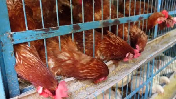 Кормить много цыплят на местном рынке в Бангладеш — стоковое видео