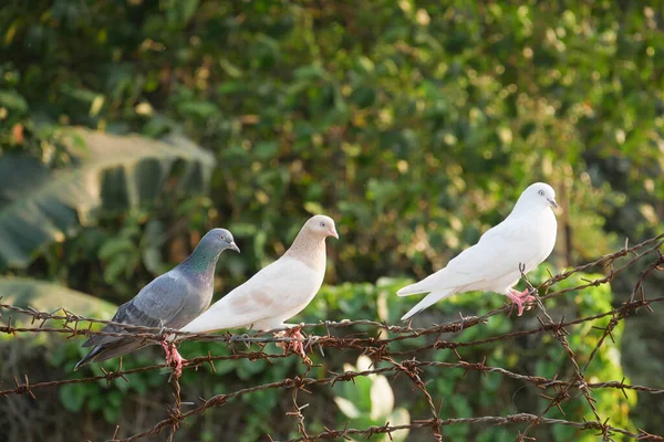 Pigeon birds in nature in afternoon — Stock Photo, Image