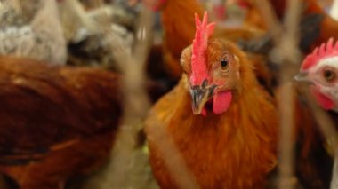 Renkli bir horozun portresi. Yaklaş. 