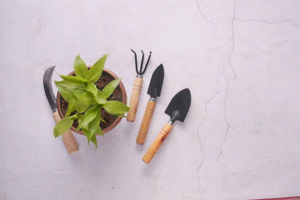 Ferramentas de jardinagem e planta em uma mesa com espaço de cópia — Fotografia de Stock