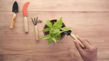 Bahçe aletleri ve fotokopi alanı olan bir tablo üzerine bitki 