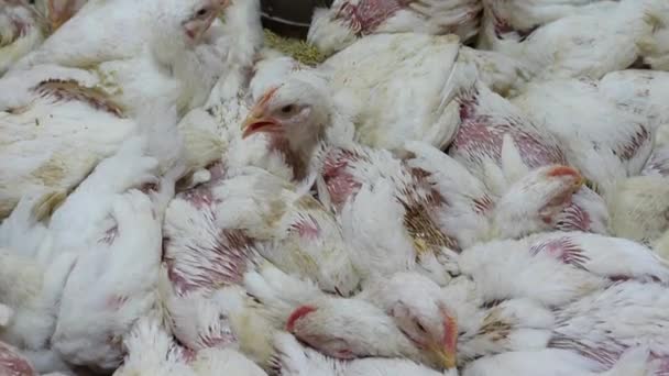 Вид сверху многих цыплят на ферме — стоковое видео
