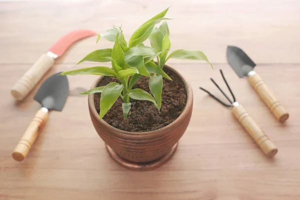 园艺工具和植物在一个有复制空间的桌子上 — 图库照片