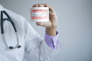 Doktor el, masada plastik diş modelini tutuyor. 
