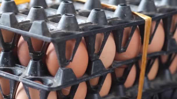 Zbliżenie jaj w misce. — Wideo stockowe