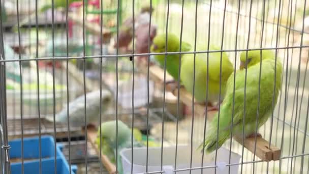 Beautiful lovebird in a cage — 비디오