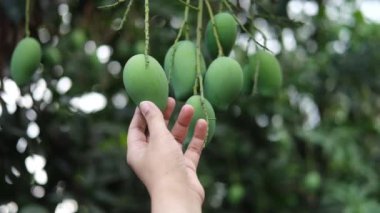 slow motion of women holding Fresh green mango in a garden 