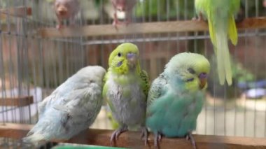 beautiful lovebird in a cage 