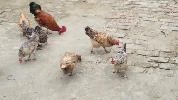 Курица на сарае. Концепция птицеводства — стоковое видео