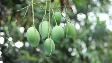 Bahçedeki taze yeşil mango 