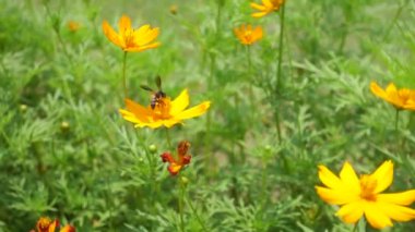 Uçan bal arısı sarı çiçekten polen topluyor..