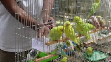 Güzel aşk kuşu kafeste 