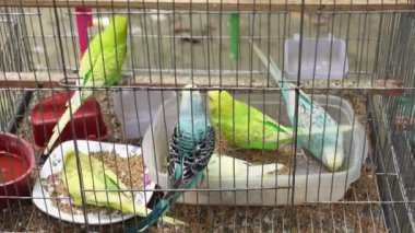 beautiful lovebird in a cage ,