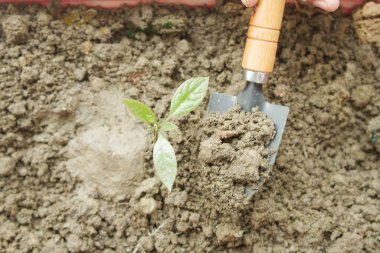 Bahçe aletleri ve fotokopi alanı olan bir tablo üzerine bitki .