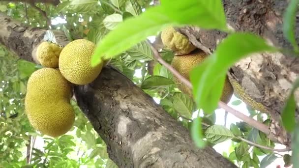 Nízkoúhlý Pohled Jackfruits Stromu — Stock video