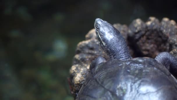 Jonge Schildpad Rustend Rots Onder Water — Stockvideo