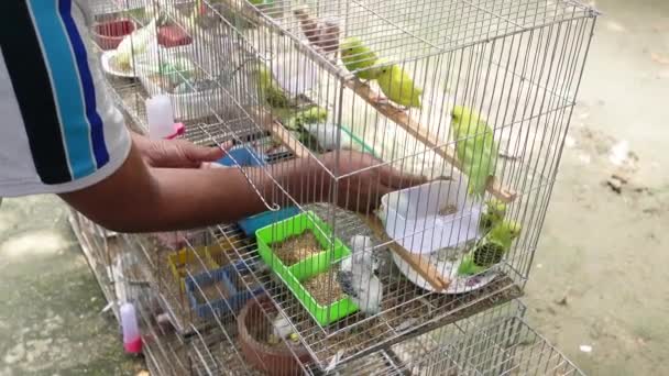 Beautiful Lovebird Cage — Stockvideo